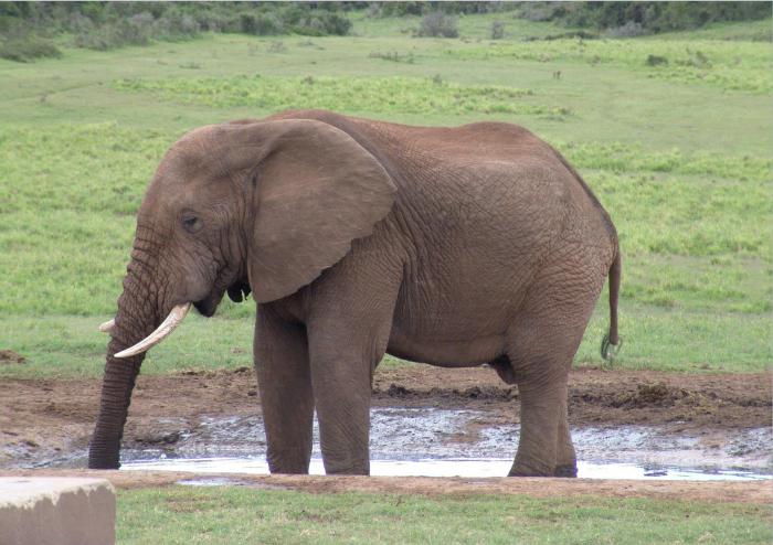 un elefante sin nariz respuestas