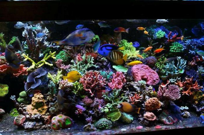 das schönste Aquarium Fisch