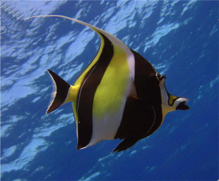 die schönsten Aquarienfische Foto und der Bezeichnung