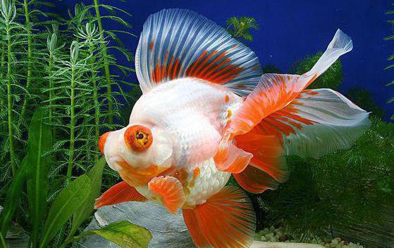найкрасивіші акваріумні рибки фото і назви