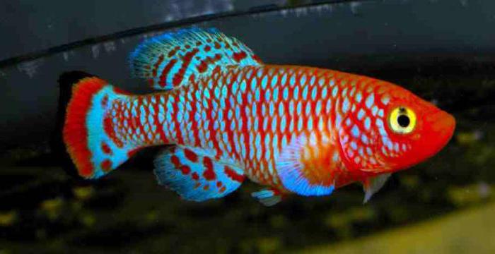 найкрасивіші прісноводні акваріумні рибки