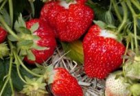 की क्या भूमिका है उर्वरक स्ट्रॉबेरी के लिए गिरावट में?