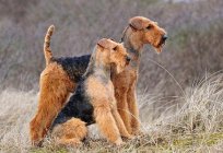 Detailed description of the breed the Airedale Terrier