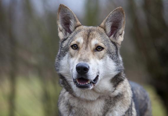sarlos wolf dog