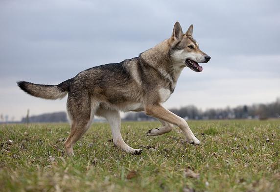 sarlos wolf dog photo