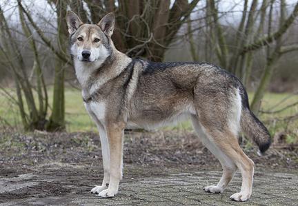 wolf dog of sarlos reviews