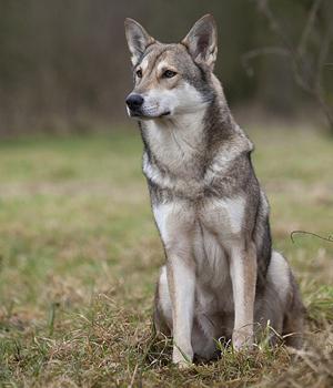 wolf dog photo