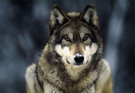 sarlos wolf dog