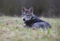 Sarlos wolf dog: description, character, photos and reviews of dog breeders
