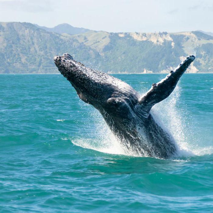 鯨油の上昇中のジン