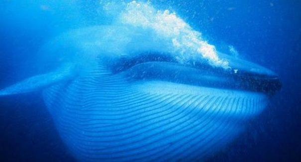 do czego wykorzystują tłuszcz wieloryba