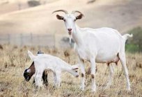 Goat's milk during breastfeeding and its beneficial properties