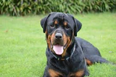 how many years I live Rottweilers