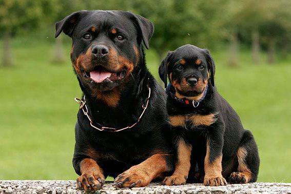 how many live dogs Rottweilers