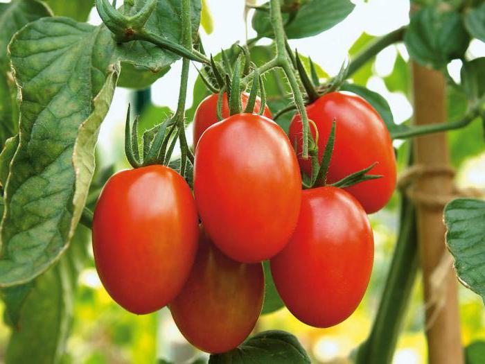 doce variedades de tomate viajante