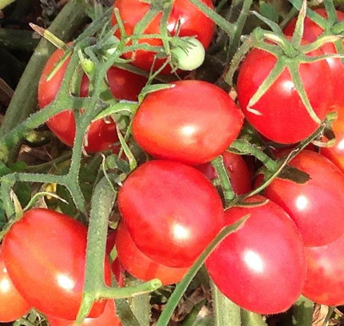 品種の甘低成長著しいトマト