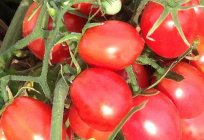 Tatlı çeşitleri domates: yorumlar. Tatlı çeşitleri, domates seralar için