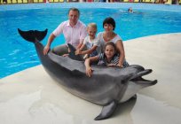 Dolphinarium in Sudak - a lot of fun