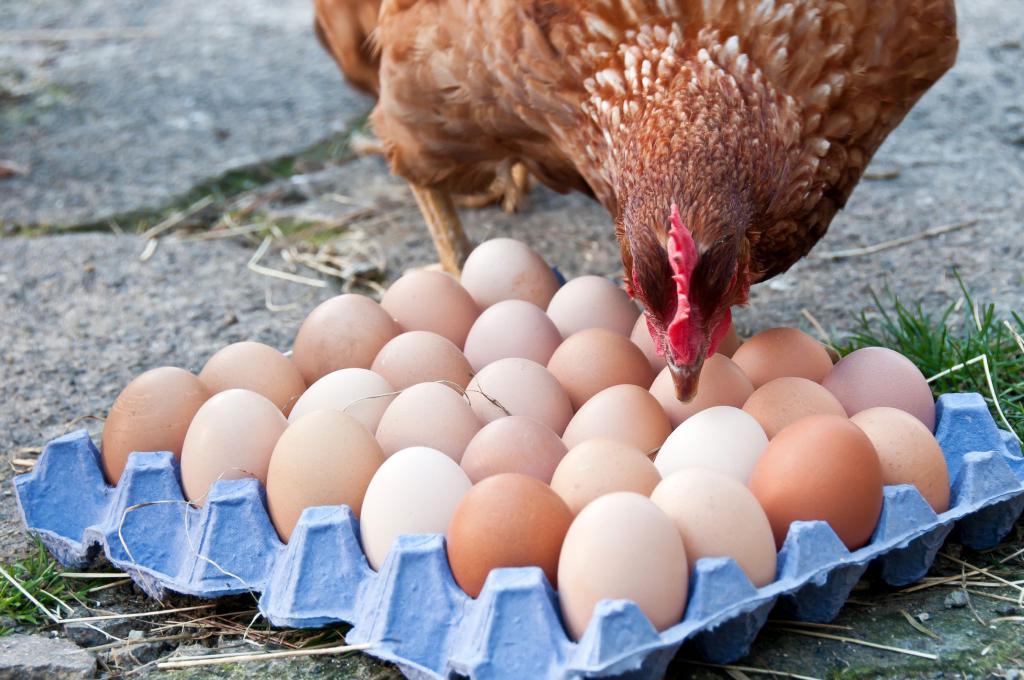 jak sprawdzić surowe jajko na świeżość