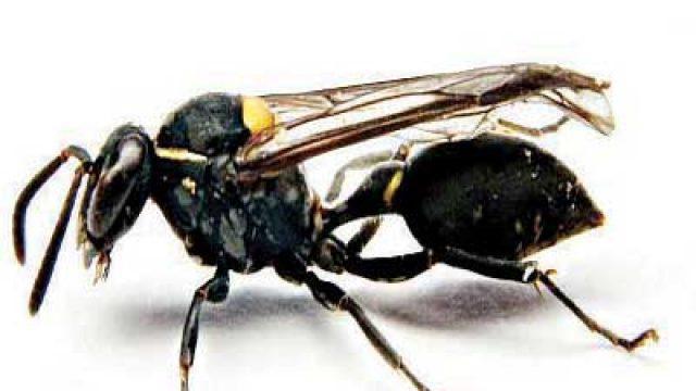 veneno brasileira de vespas medicamento
