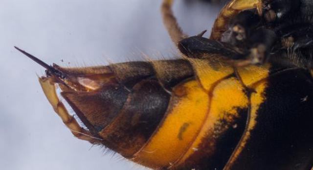 veneno brasileira de vespa a cura do câncer