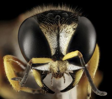 veneno brasileira de vespas mata as células cancerosas