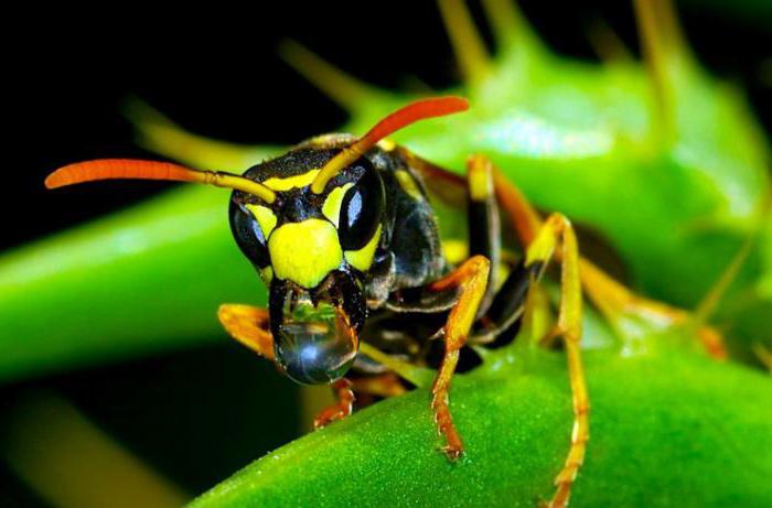 veneno brasileira de vespa