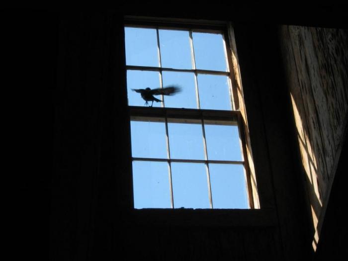 omen, ptak uderzył w okno