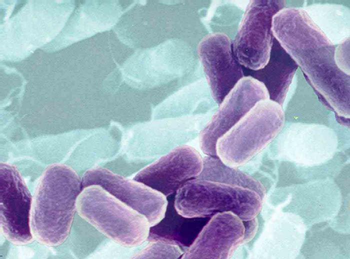 什么样的细菌被称为腐生菌