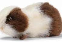 Toys for Guinea pigs: buy or have a master with their hands
