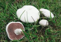 Як вирощувати гриби на дачі. Вирощування білих грибів на дачі