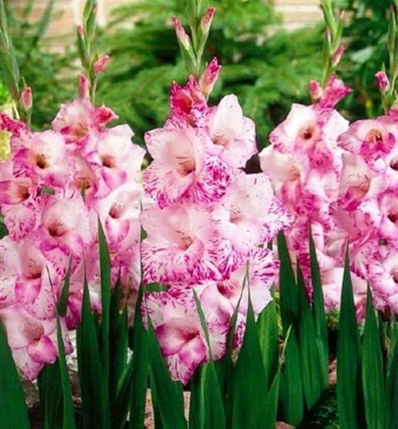 where to store gladiolus in winter