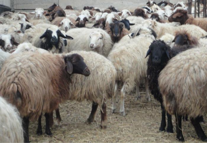 希萨尔羊品种