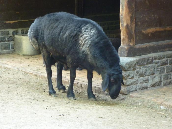 Hissar breed sheep in Russian