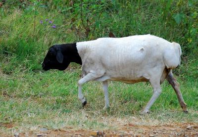 ヒサールの品種の羊の写真