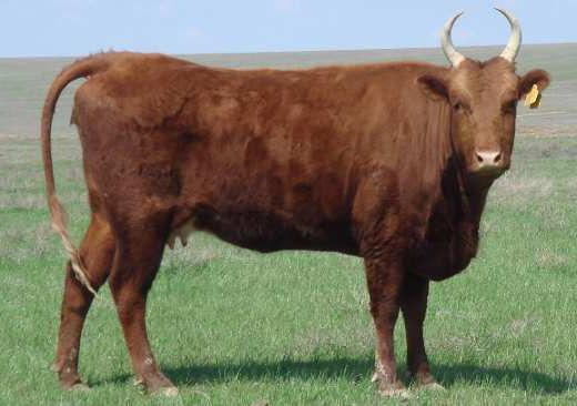 meat breed bulls