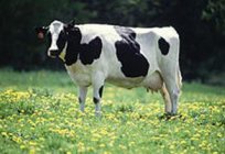 牛繁殖牛、明いたします。 食肉の品種雄牛