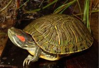 Kaplumbağa bakımı nasıl