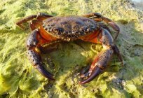 Crab black sea: the size, what it eats, description