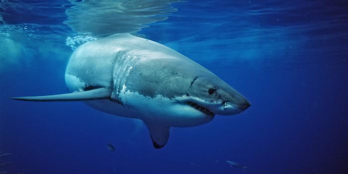 hangi denizlerde köpekbalığı