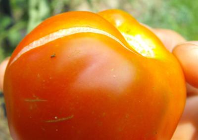 ¿por qué se agrietan los tomates