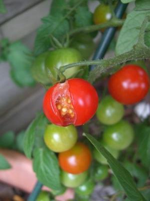 warum platzen die Tomaten auf den Busch