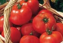 Warum platzen die Tomaten im Gewächshaus und im Freiland