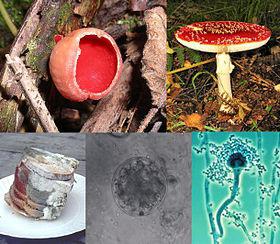 the proliferation of fungi