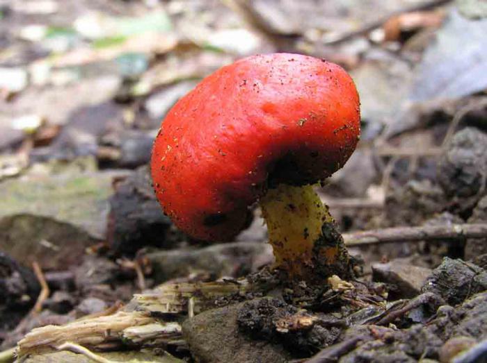 vegetative reproduction of fungi