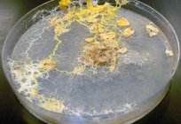 A reprodução dos fungos. Formas de reprodução do fungo