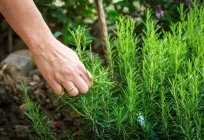 Growing rosemary from seeds: features, recommendations and care