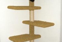 What is a scratching post for cats?