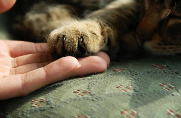 ¿por qué el gato muerde гладящую la mano 