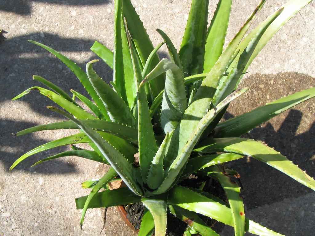 Aloe öksürük
